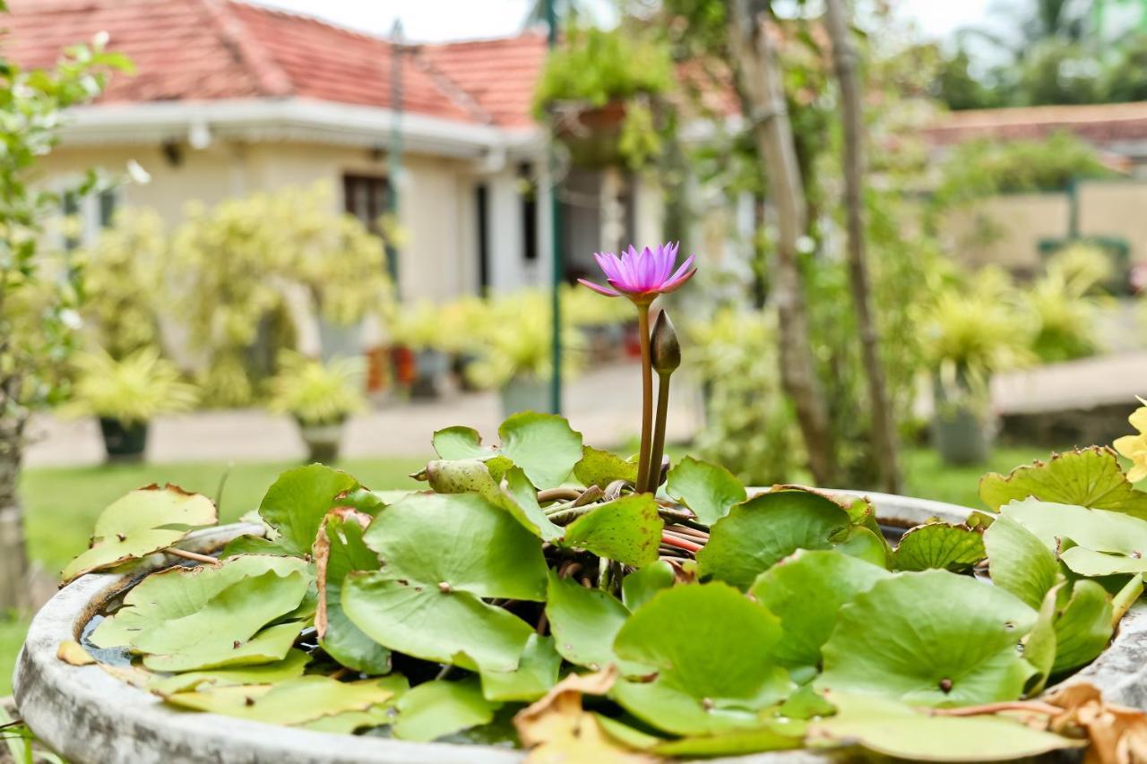 Merlyn Villa Negombo Exteriör bild